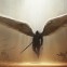 Angel of War Diablo 3